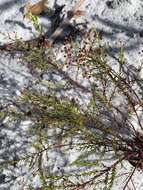 Image of Deckert's pinweed