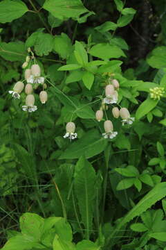 Imagem de Silene vulgaris subsp. bosniaca (G. Beck) Janchen ex Greuter, Burdet & Long