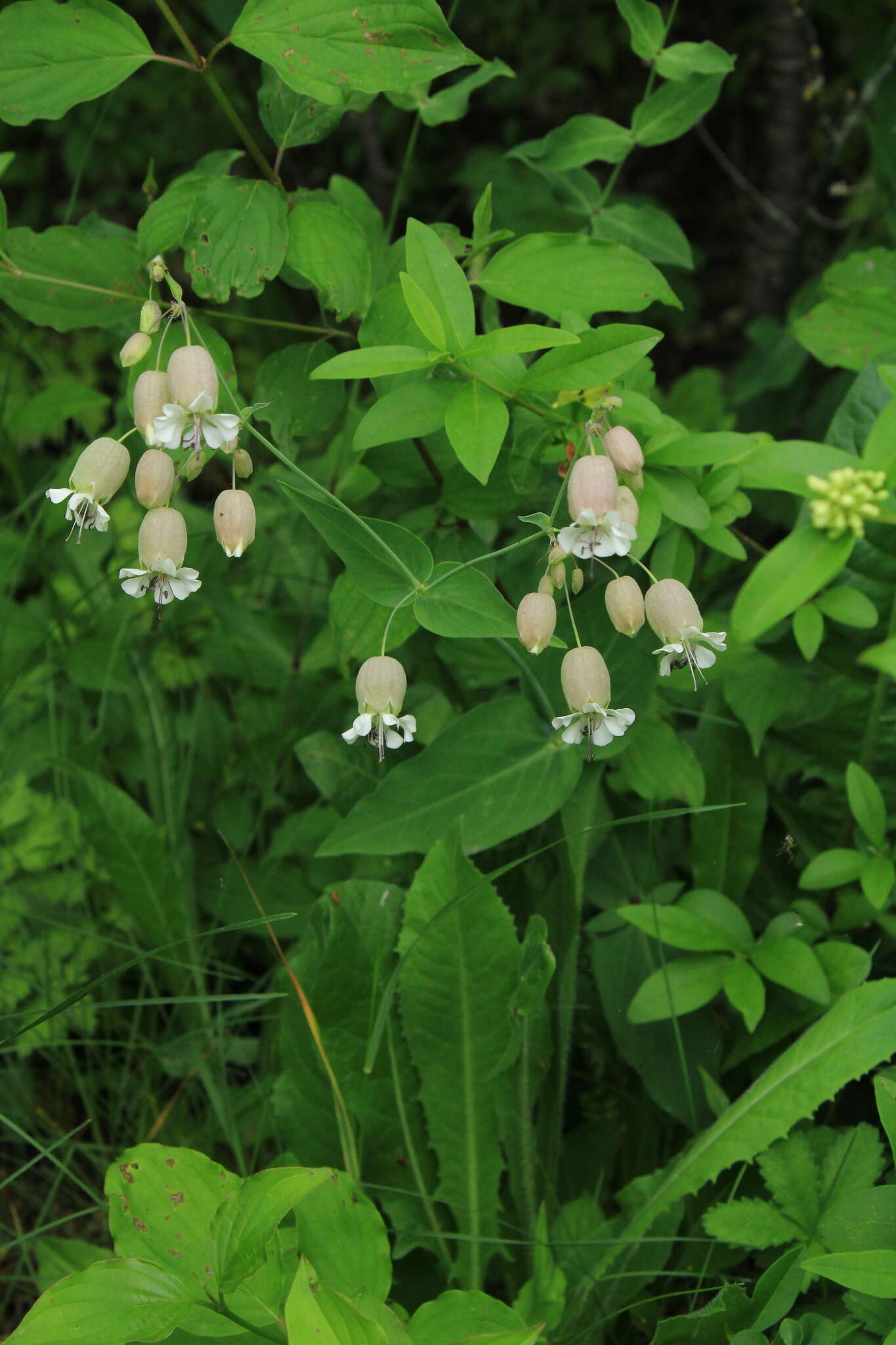 Image of Silene vulgaris subsp. bosniaca (G. Beck) Janchen ex Greuter, Burdet & Long