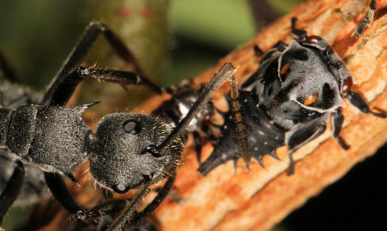 Image of Polyrhachis schistacea (Gerstaecker 1859)