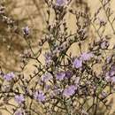 Image of Limonium ruizii (Font Quer) Fernández Casas