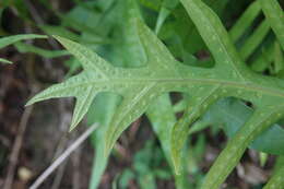 Image of monarch fern