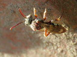 Image of Nomada crotchii Cresson 1878