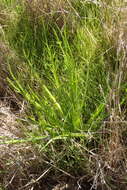 Eryngium pendletonense K. L. Marsden & M. G. Simpson resmi