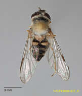 صورة Dasysyrphus creper (Snow 1895)