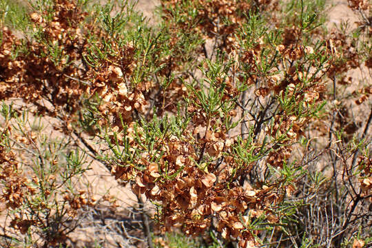 Image of lobe-leaf hopbush