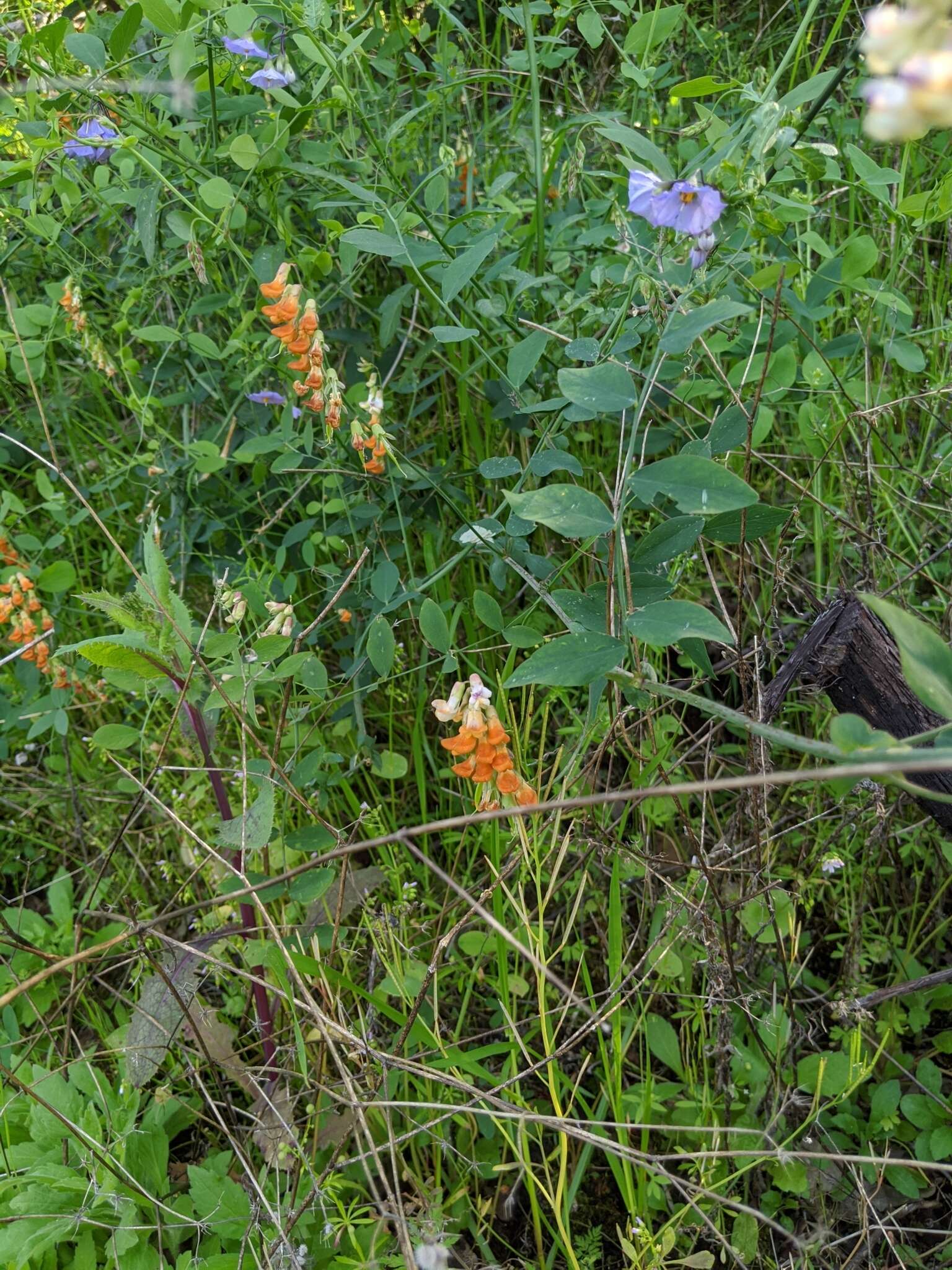 Lathyrus sulphureus A. Gray resmi