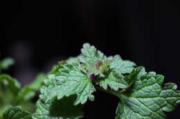 Image of Lamium purpureum var. hybridum (Vill.) Vill.