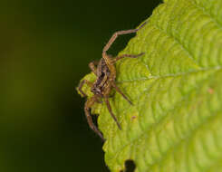 Image of Wolf spider