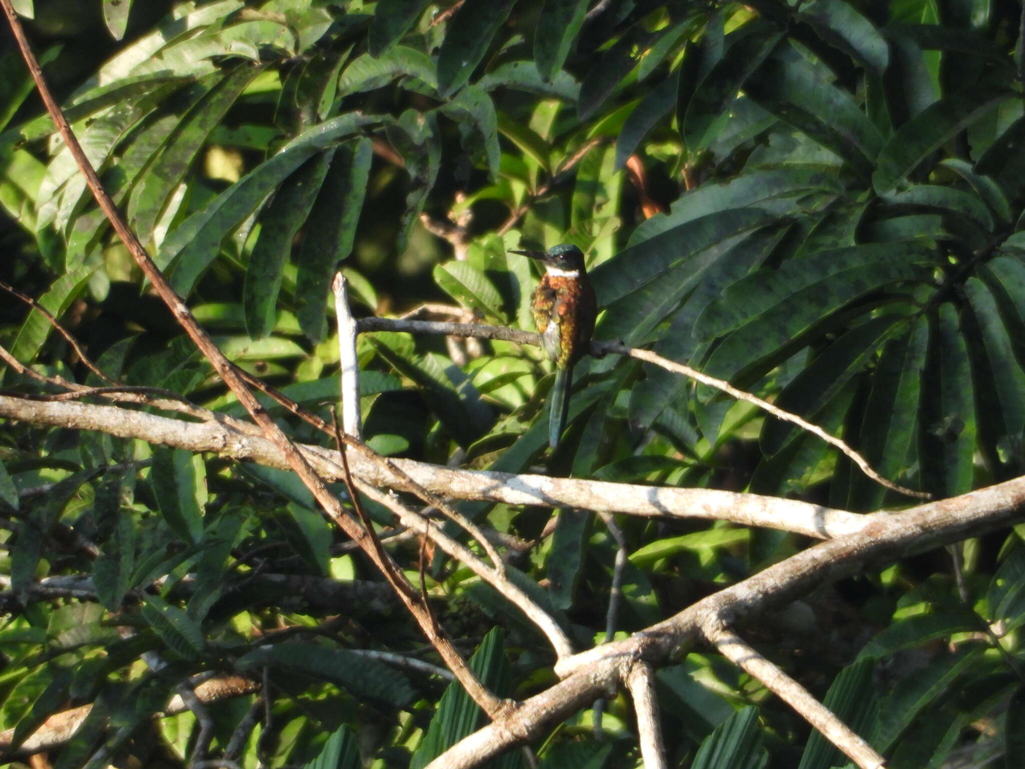 Image of Purplish Jacamar