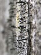 Image of Yellow-collar stubble lichen;   Spike lichen