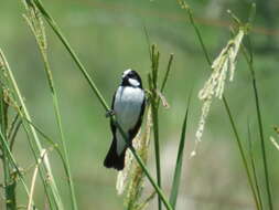 Image of Lined Seedeater