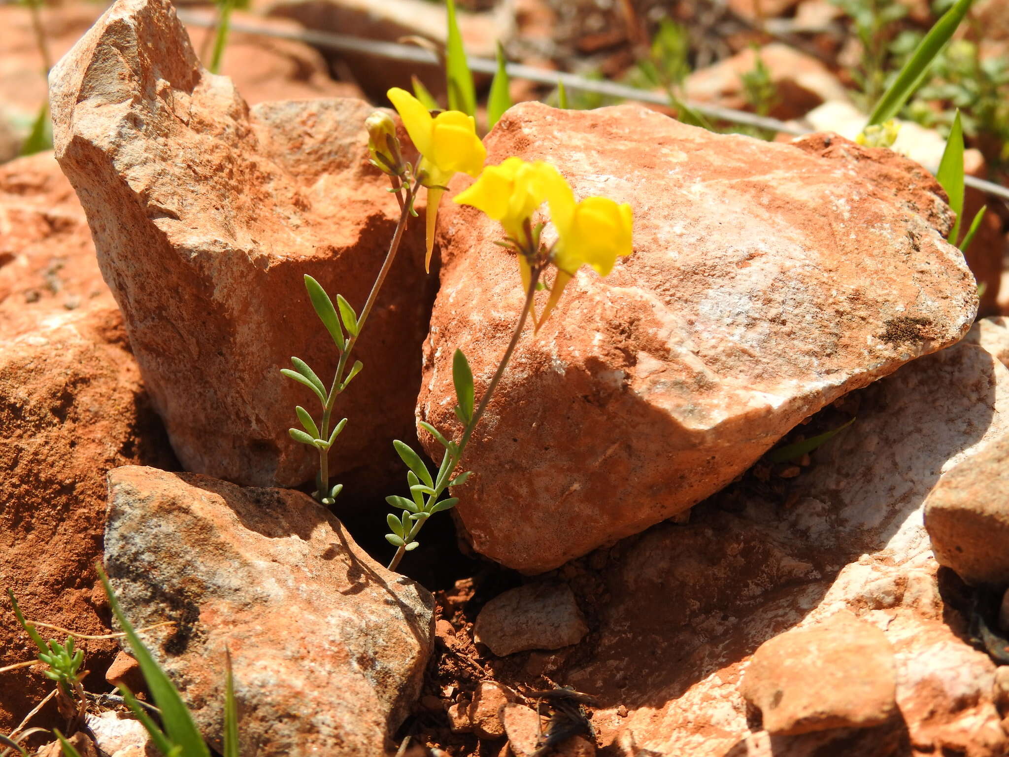 Plancia ëd Linaria oblongifolia subsp. haenseleri (Boiss. & Reuter) Valdès