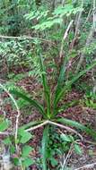 Image of Aloe occidentalis (H. Perrier) L. E. Newton & G. D. Rowley