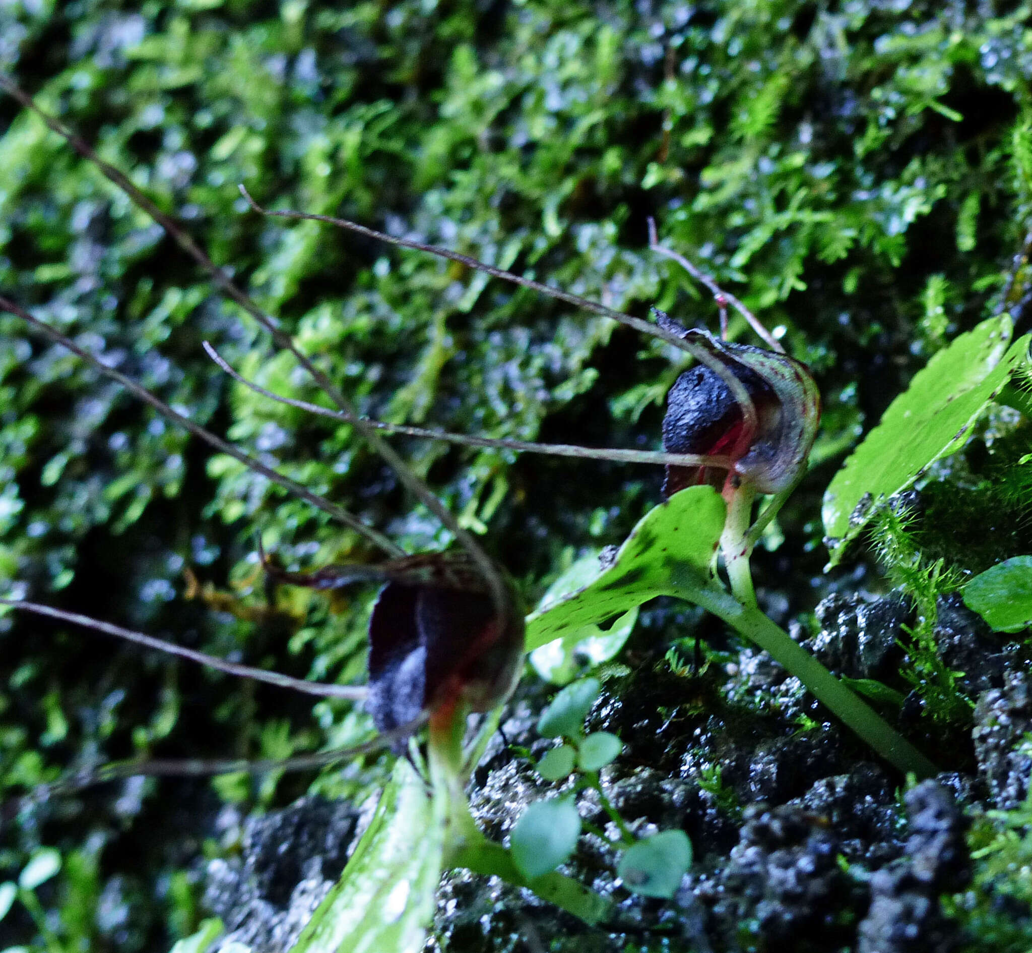 Image de Corybas iridescens Irwin & Molloy