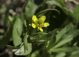 Image of Graceful Buttercup