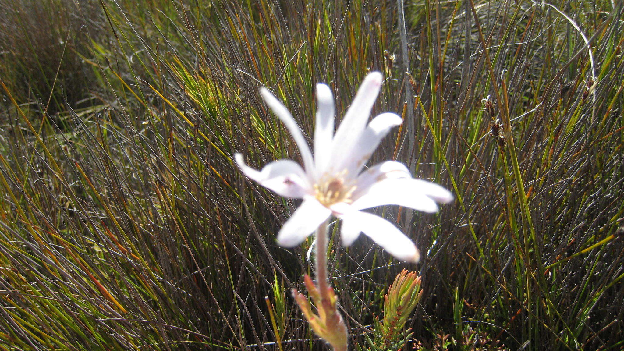 Imagem de Knowltonia tenuifolia (L. fil.) Mosyakin