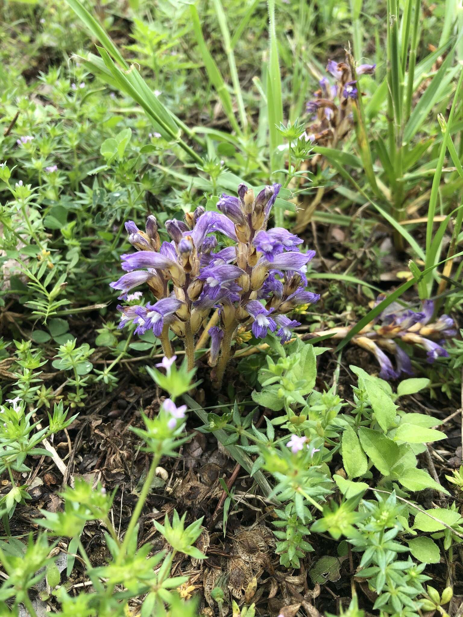 Plancia ëd Phelipanche mutelii (F. W. Schultz) Pomel