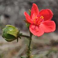 Image de Hibiscus shirensis Sprague & Hutchinson