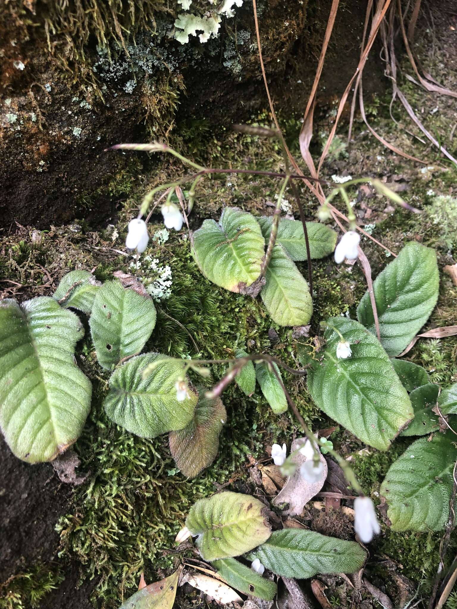 Image of Streptocarpus micranthus C. B. Clarke