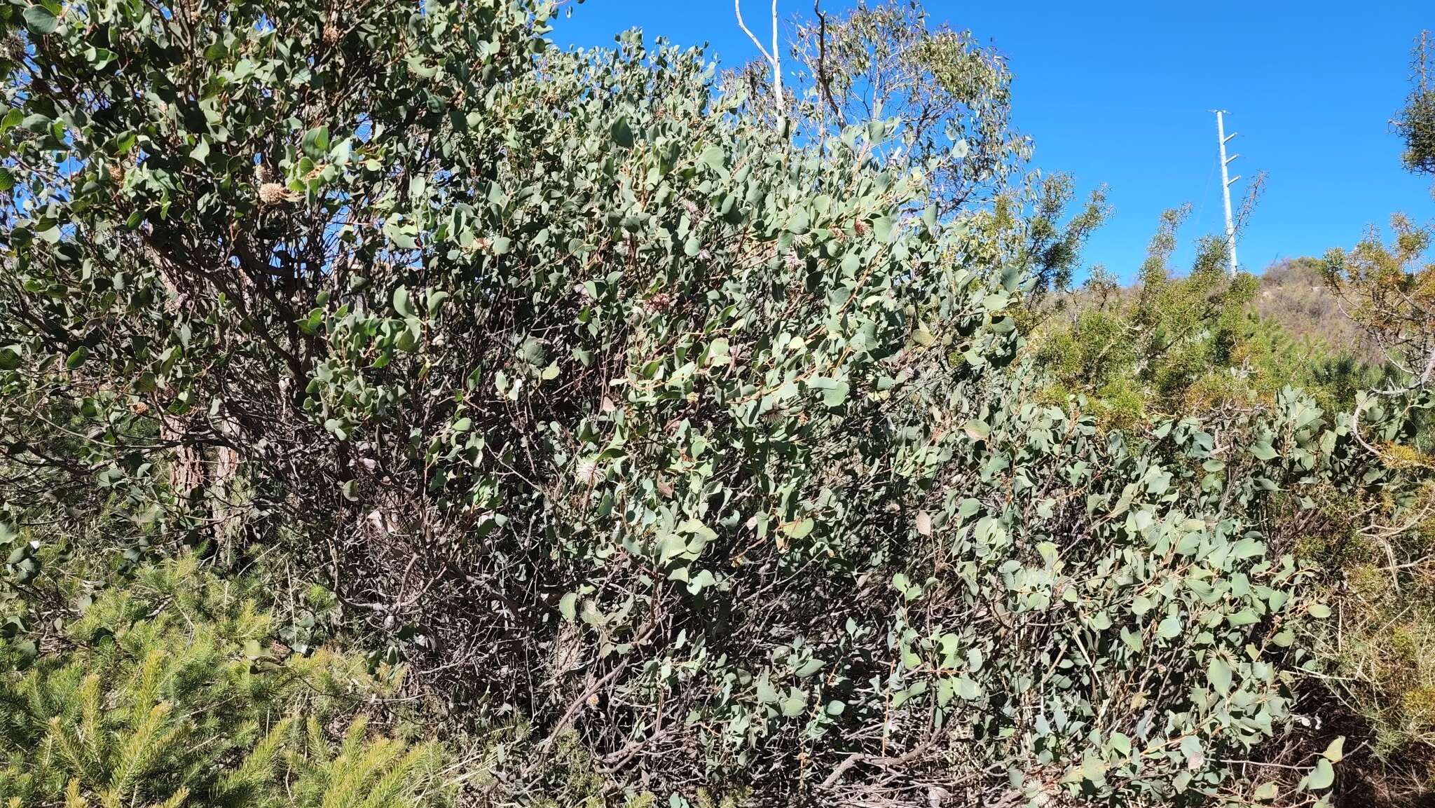 Image de Hakea petiolaris Meissn.