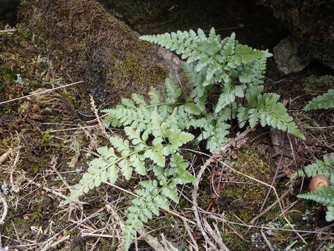 Asplenium adiantum-nigrum var. silesiacum (Milde) Viane & Reichst.的圖片