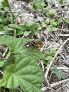 Imagem de Philanthus triangulum diadema (Fabricius 1781)