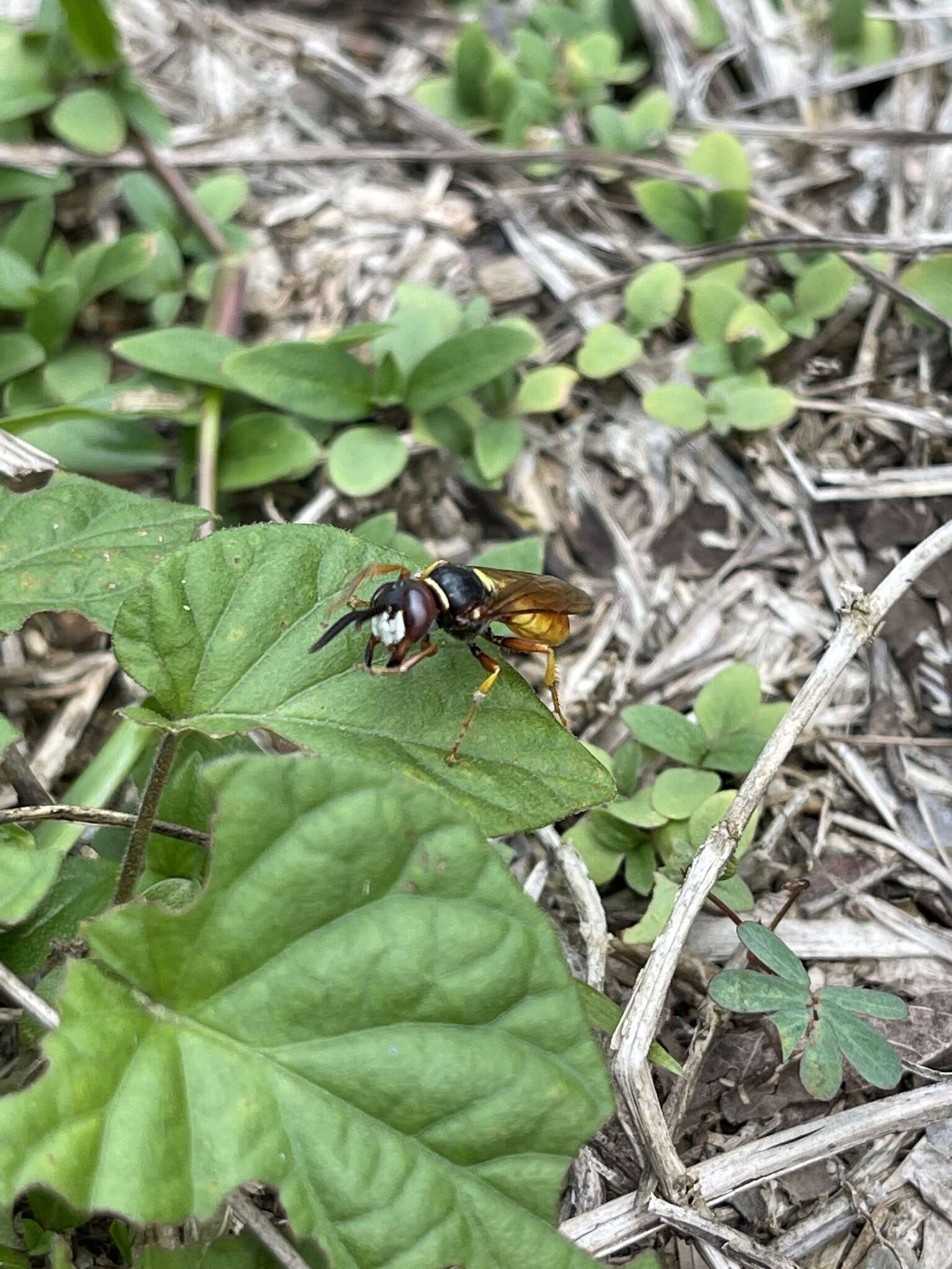 Philanthus triangulum diadema (Fabricius 1781)的圖片