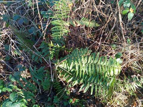 Image of Dryopteris affinis subsp. affinis