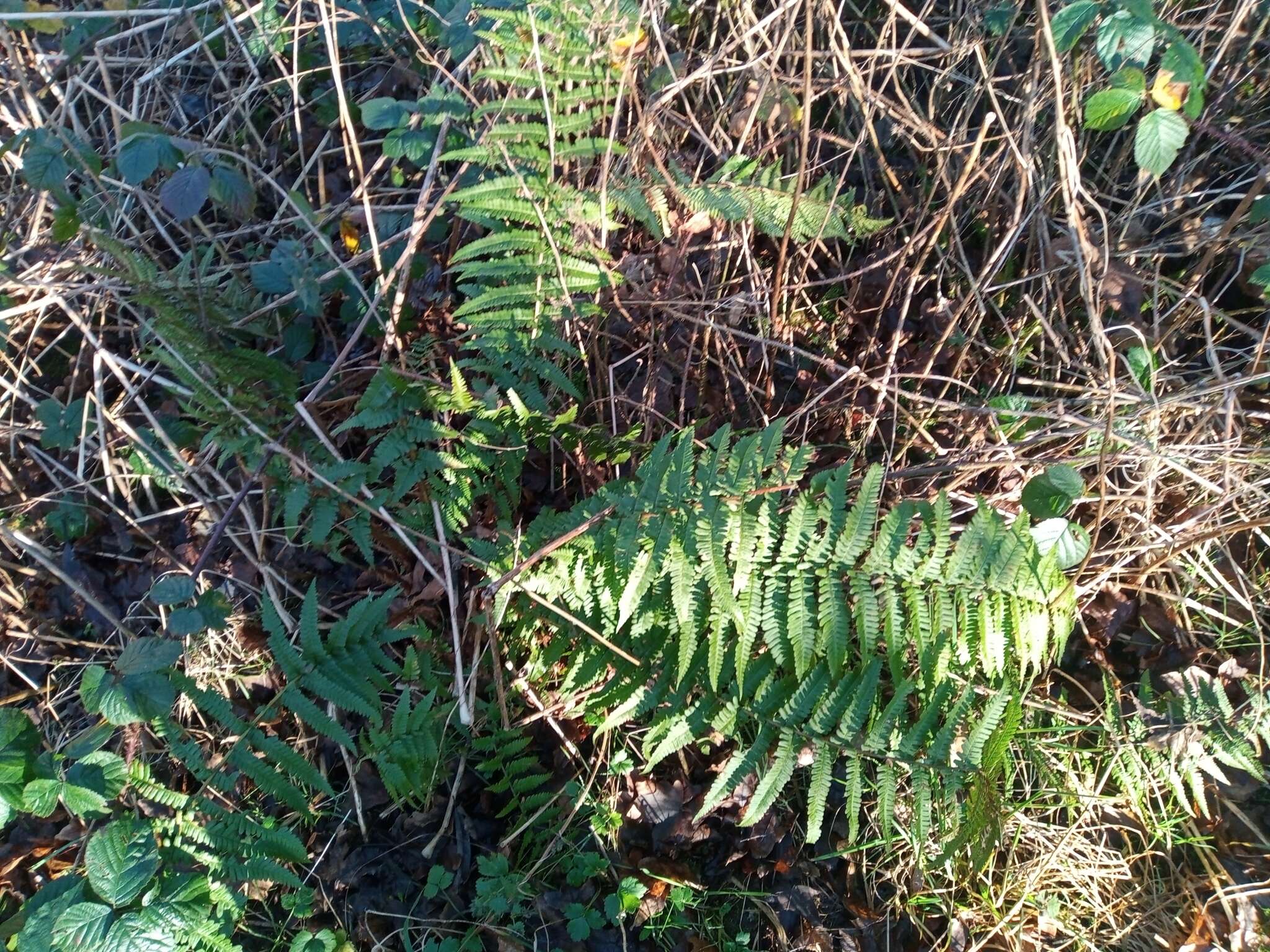 Image de Dryopteris affinis subsp. affinis