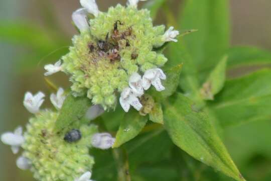 Image of whorled mountainmint