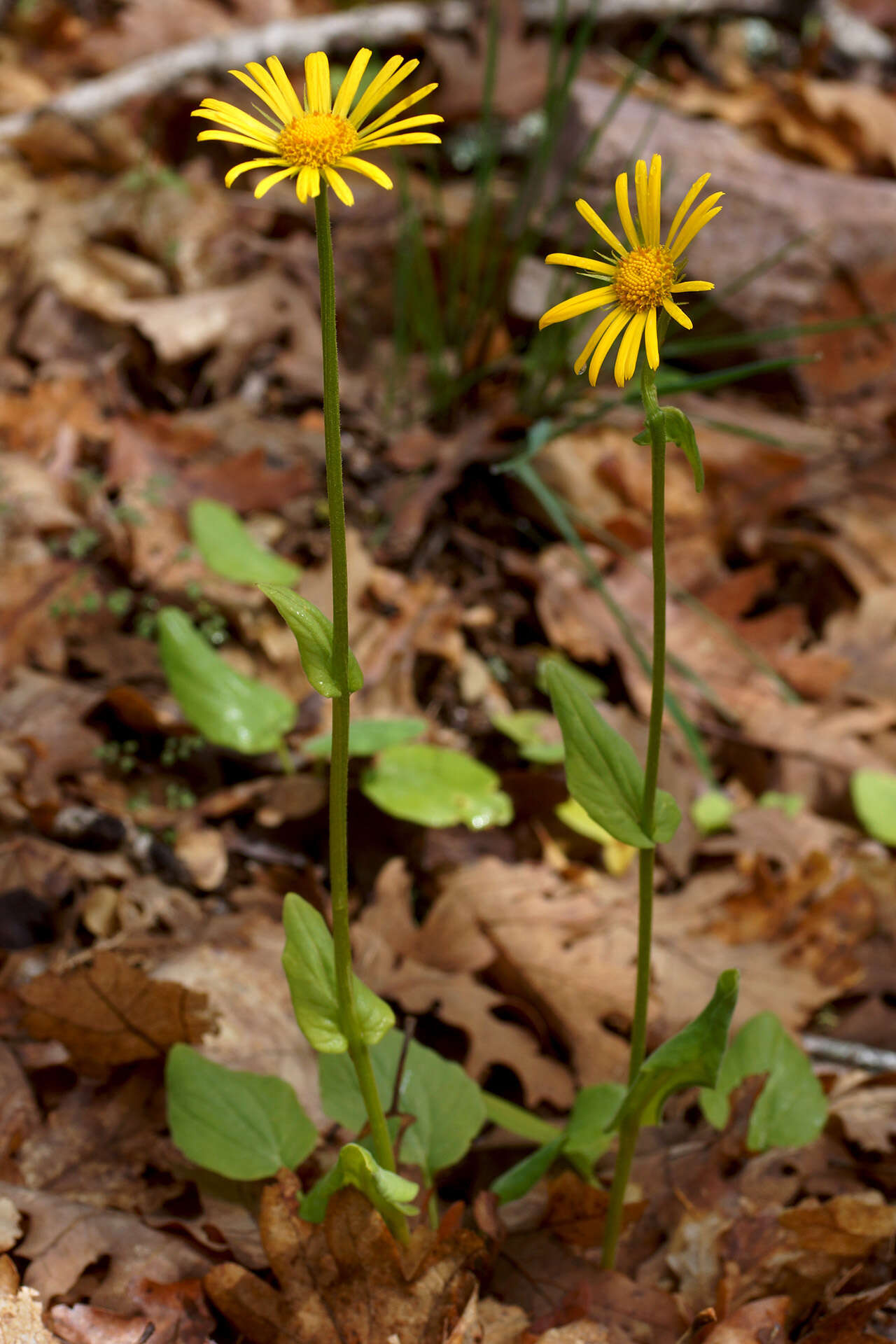 Image of plantain false leopardbane