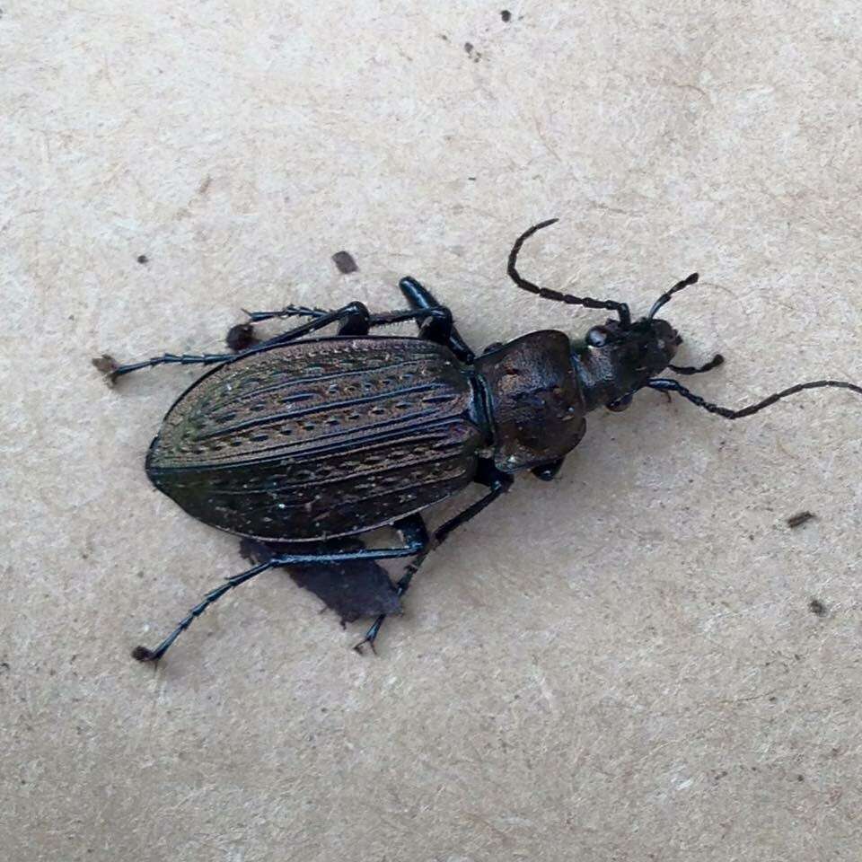 Image of Granulated Carabid