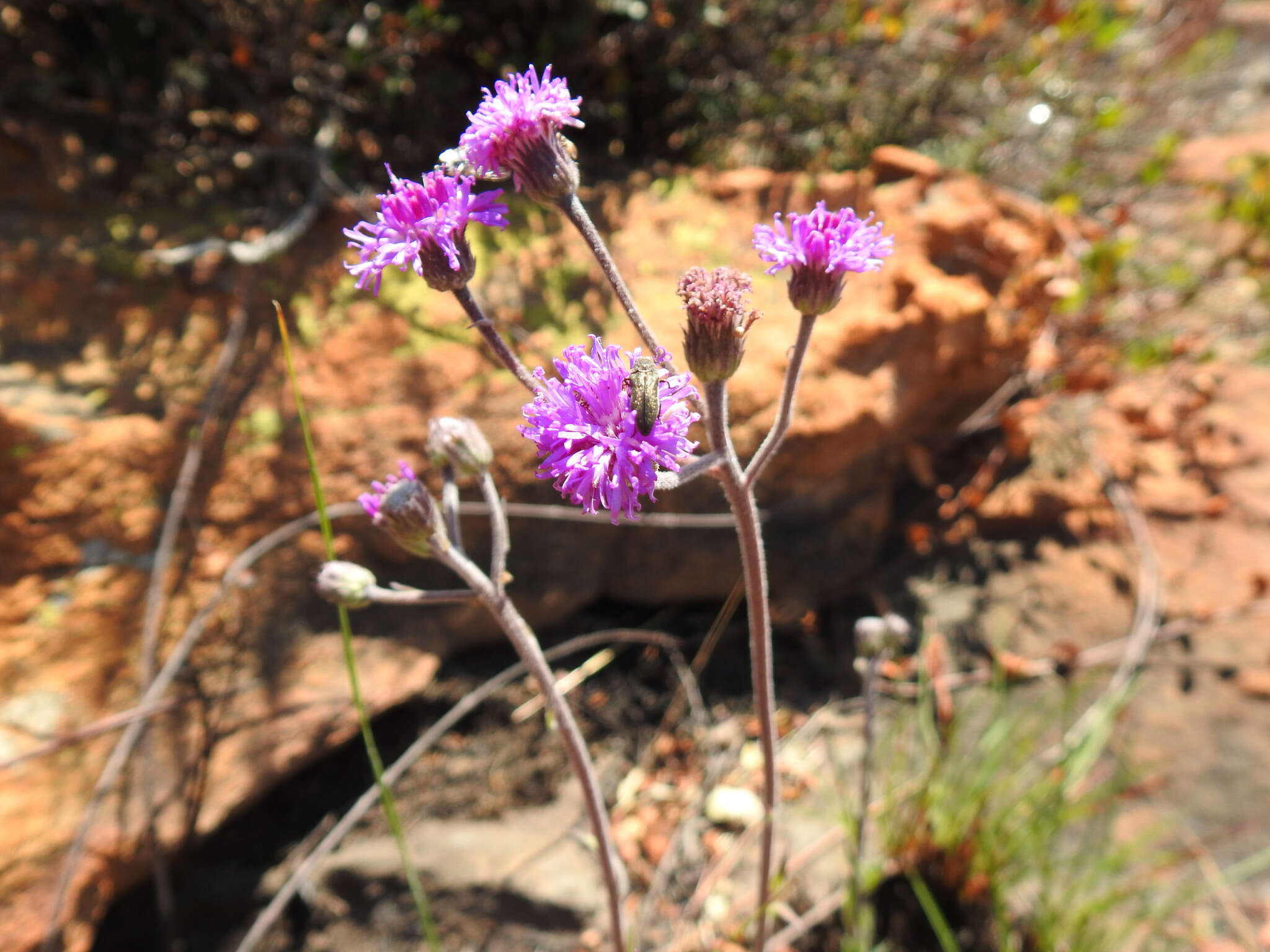 Image of Hilliardiella sutherlandii (Harv.) H. Rob.