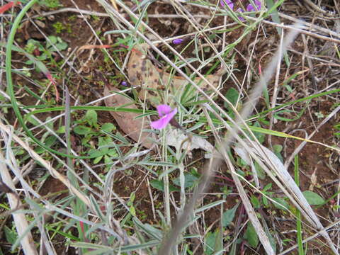 Image of <i>Glycine rubiginosa</i>