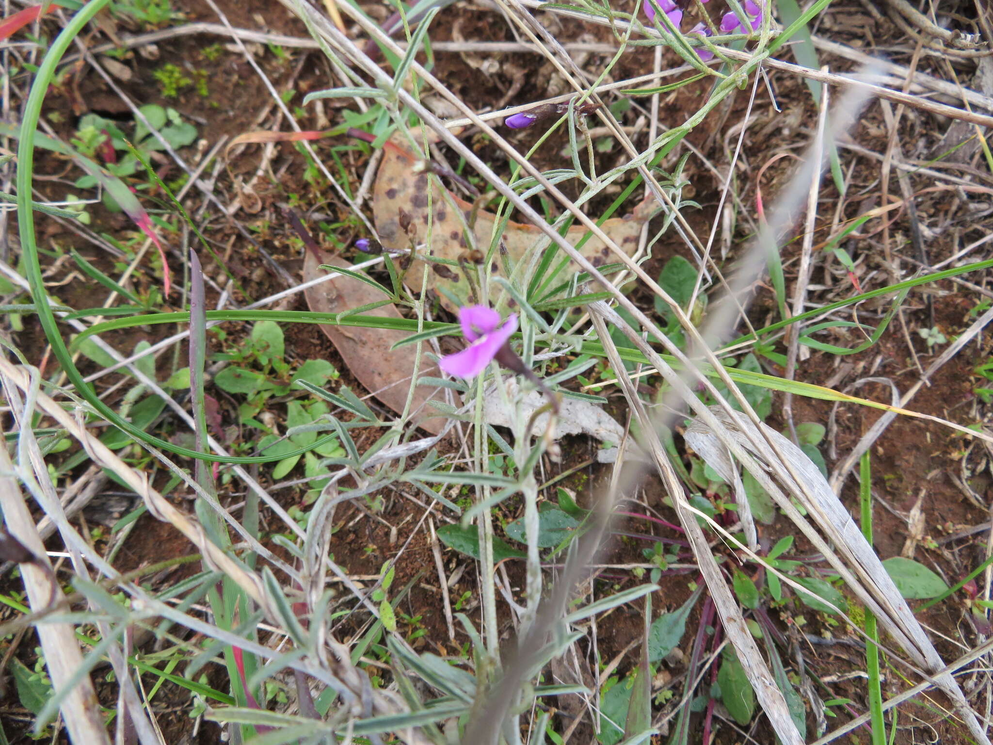 Image of <i>Glycine rubiginosa</i>