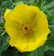 Image of Mexican pricklypoppy