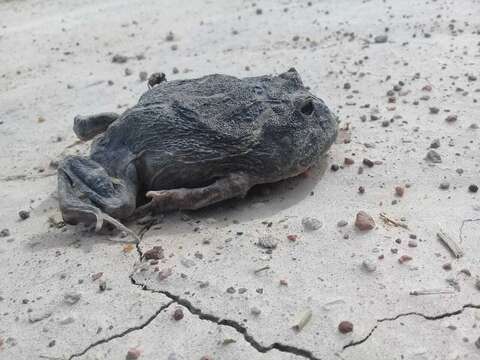 Image of Chacoan Horned Frog