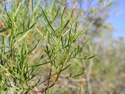 Image of Acanthostyles buniifolius (Hook. & Arn.) R. King & H. Rob.