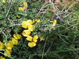 Image of Chamaecytisus spinescens subsp. creticus (Boiss. & Heldr.) K. I. Chr.