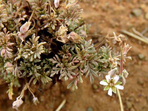 Image of Pelargonium nanum L'Her. ex DC.