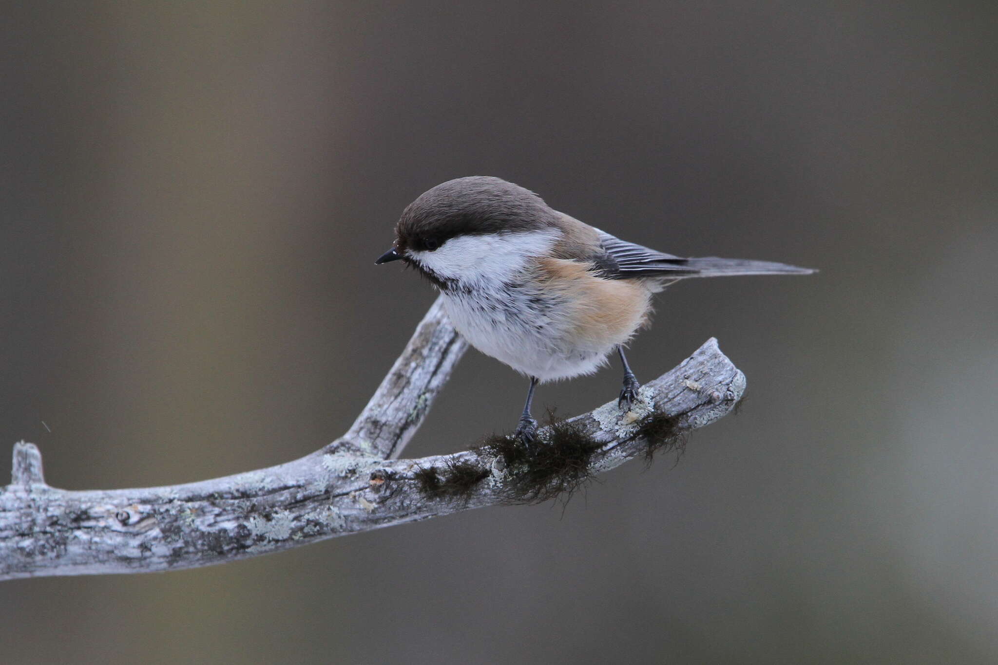 Image of Grey-headed Chickadee