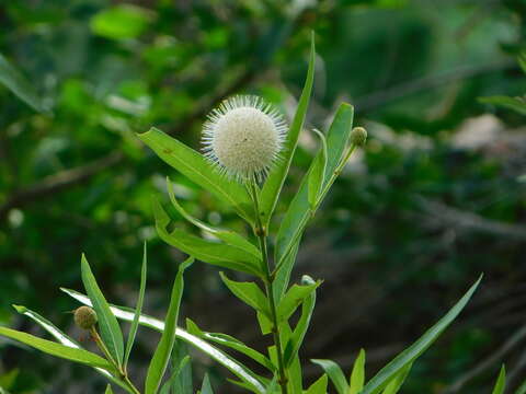 Image of Mexican Buttonbush