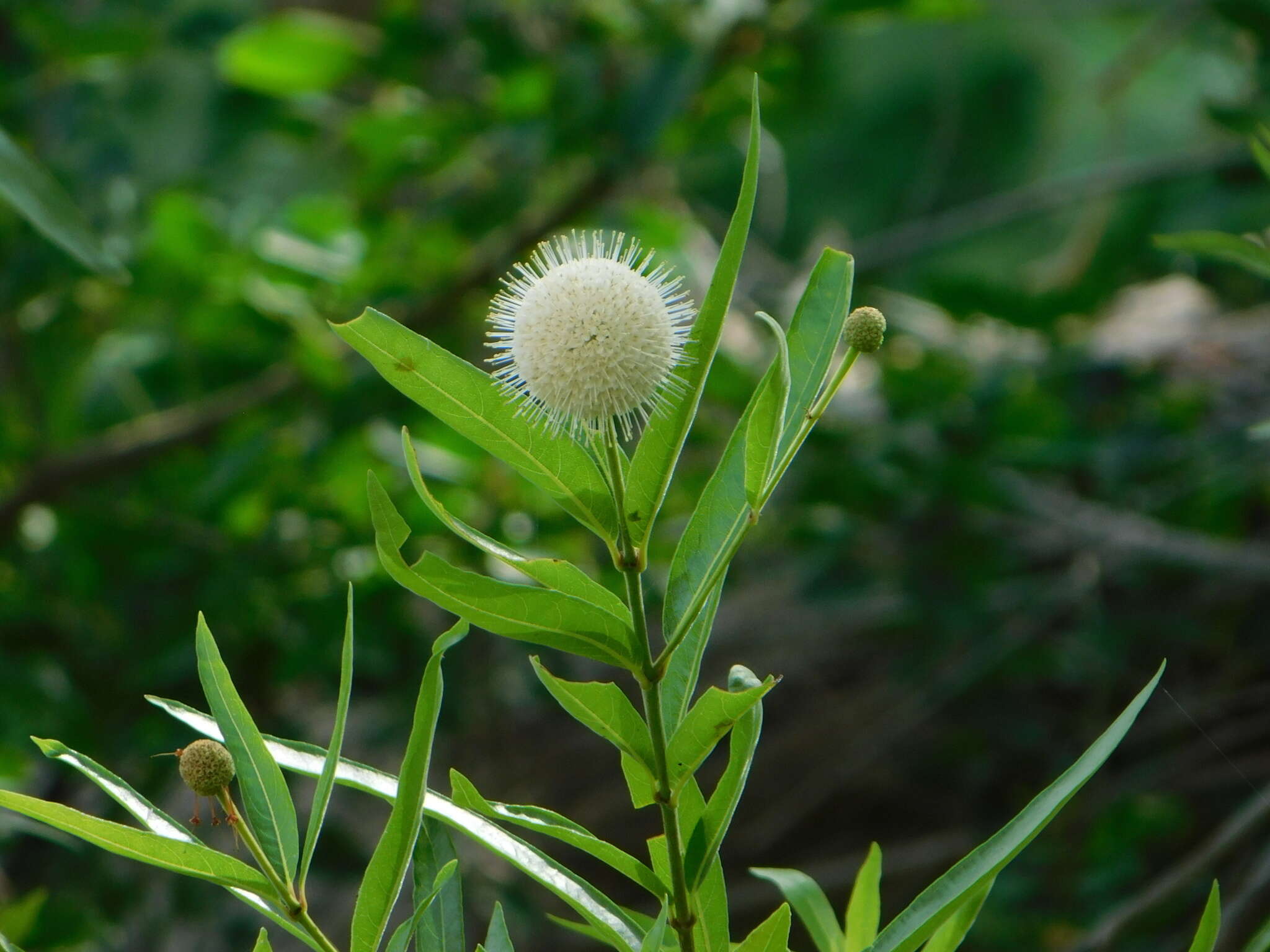 Image de Cephalanthus salicifolius Humb. & Bonpl.