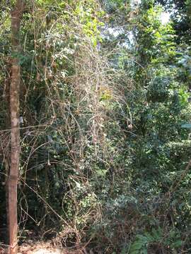 Imagem de Sokinochloa australis S. Dransf.