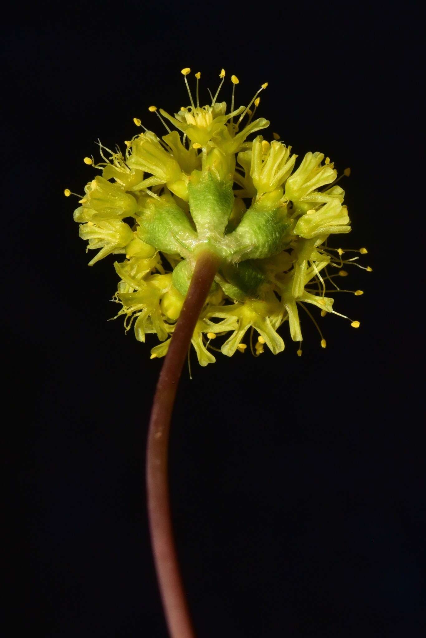 Image of Eriogonum procidum Reveal