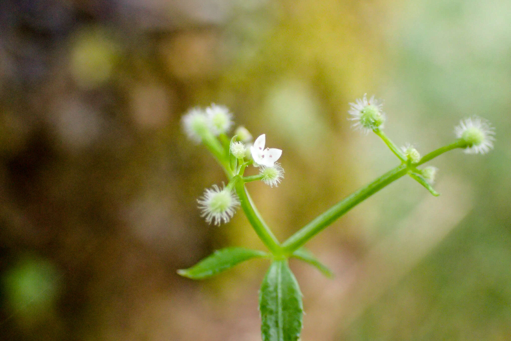 Plancia ëd Galium echinocarpum Hayata