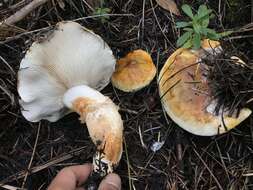 Tricholoma zelleri (D. E. Stuntz & A. H. Sm.) Ovrebo & Tylutki 1975的圖片