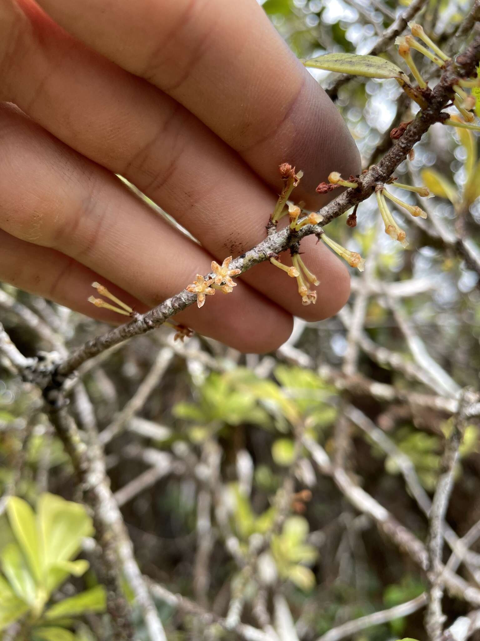 Image of Kauai Colicwood