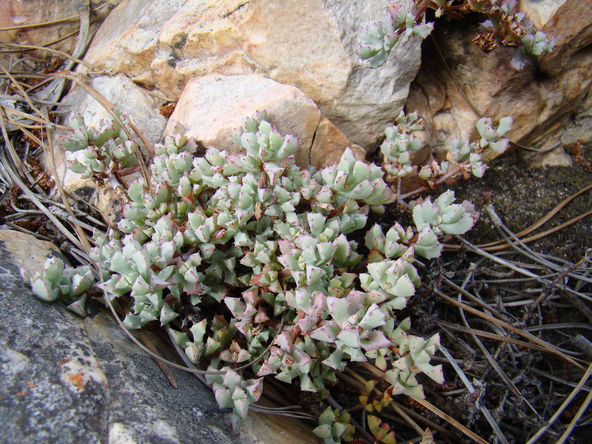 Imagem de Oscularia deltoides (L.) Schwant.